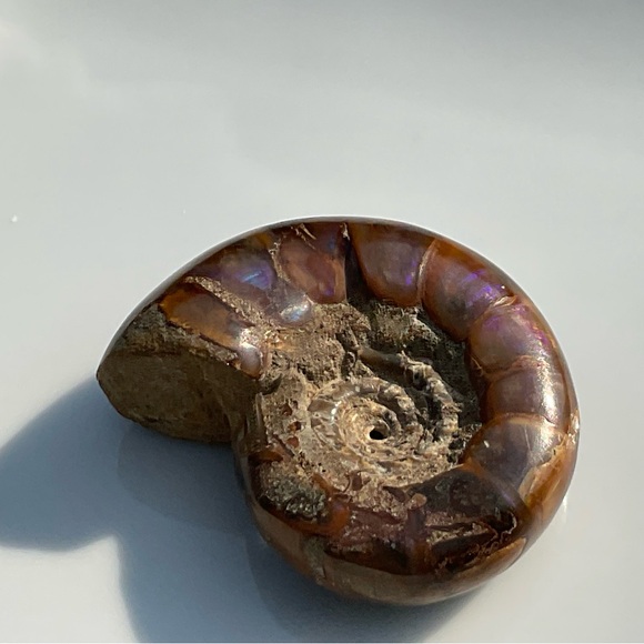 Ammonite (Rams Head) - Picture 7 of 12